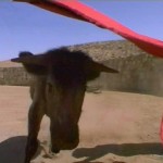 Frame Grab from the Bullcam Video
