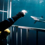 Shark-Cage Shark-Cage