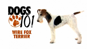 Animal Planet - Dogs 101